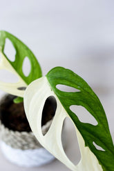 Monstera adansonii 'Indo Type'